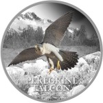 peregrine_falcon_web_res_reverse
